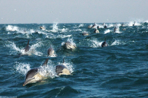 daily cavalcade during sardine-run (south Africa) by Mathieu Foulquié 